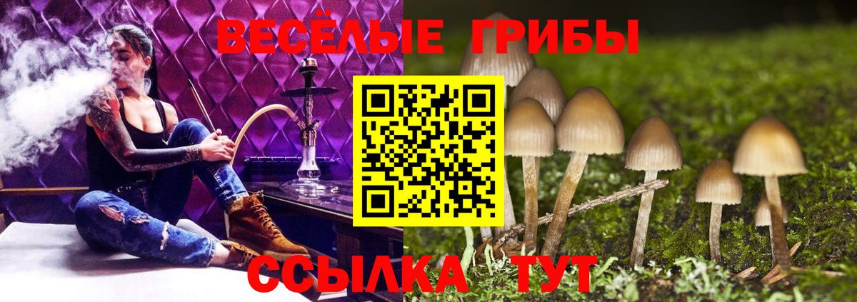 Псилоцибиновые грибы Psilocybe Чапаевск